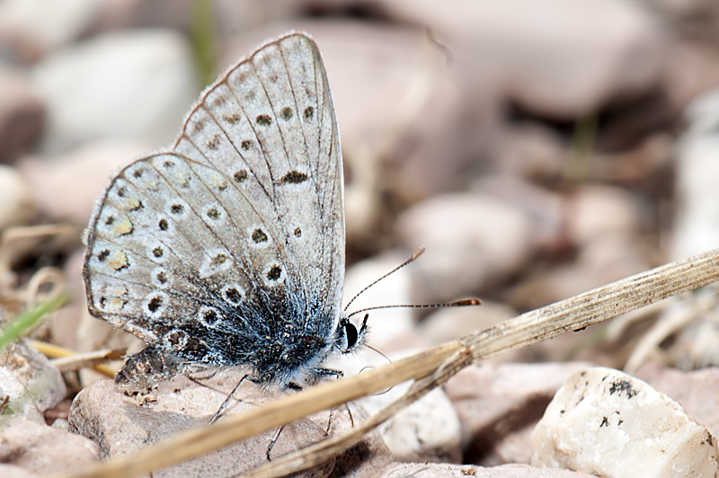 Licenide da identificae